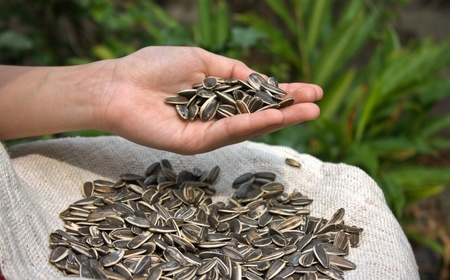 Sunflower seed