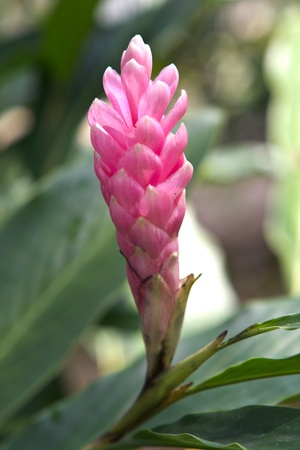 ping gingerの写真素材