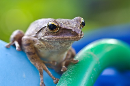 Tree frog