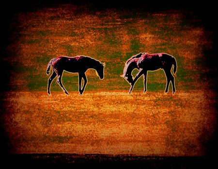Picture of two horsesの写真素材