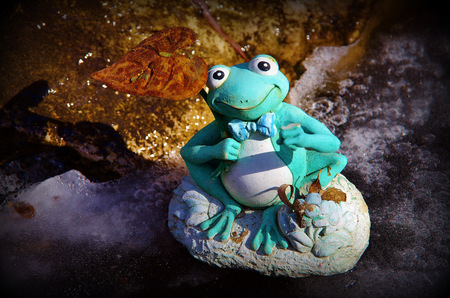 Frog sitting on a rock at my backyard pond