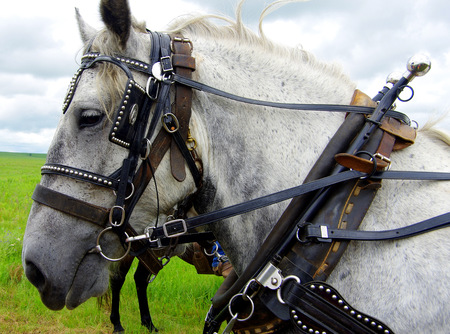 Draft horses in the Kansas prairieの写真素材