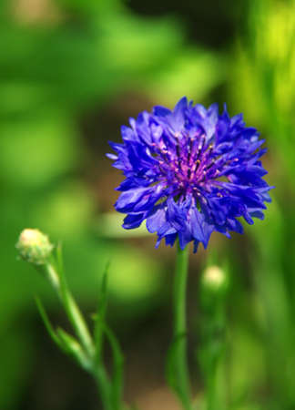 Bachelor's Button Flower