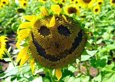 Sunflowers at a Sunflower Farm in Kansas
