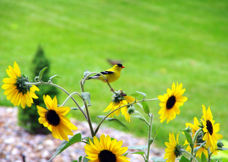 A male goldfinch attracted by sunflowers on the front porchの写真素材