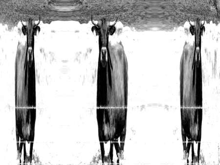 Poster image of steers at pasture fenceの写真素材