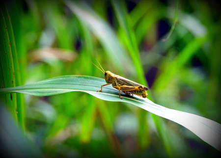 Grasshopper sitting on a leaf