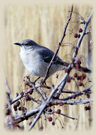 Northern Mockingbird perched on a crabapple tree in winterの写真素材