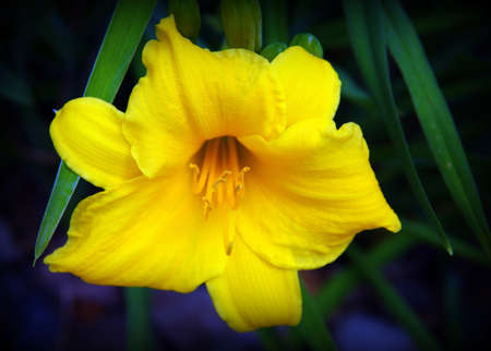 Close-up of a day lily bloosomの写真素材