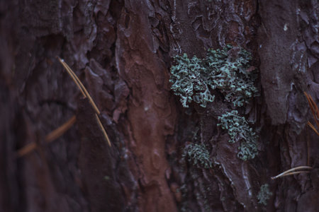 autumn paints in the coniferous forest