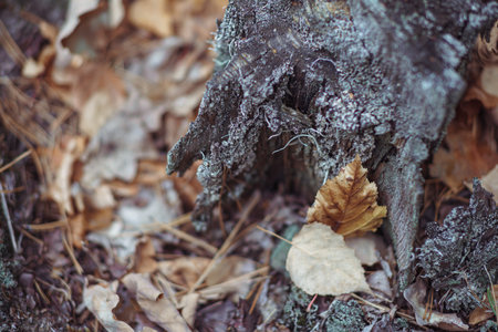 autumn paints in the coniferous forestの写真素材