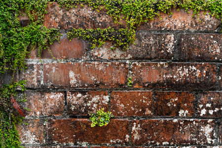 old wet concrete wall covered with grass and vines. high quality photoの写真素材