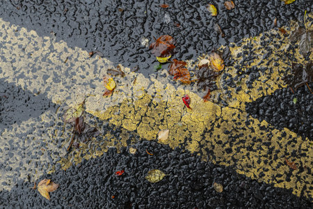 wet, autumn asphalt with yellow dividing stripes and colorful autumn leaves. high quality photo