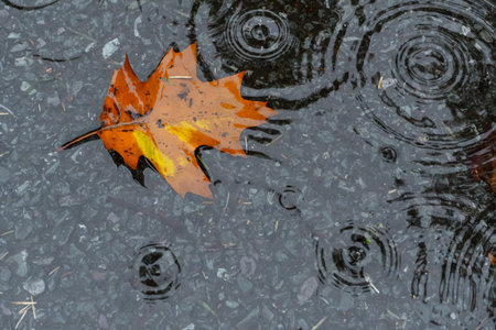 autumn foliage in an October puddle with stains from raindrops. high quality photoの写真素材
