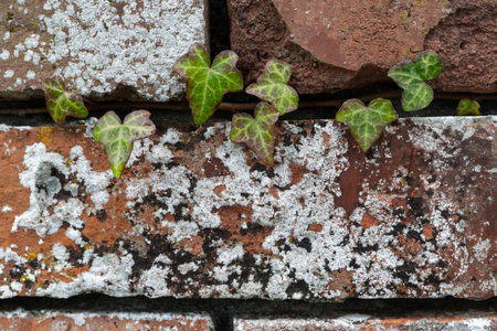 old wet concrete wall covered with grass and vinesの写真素材