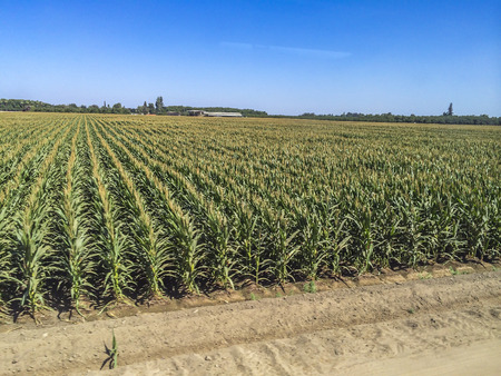 California central valley one of the worlds most productive farming regions, picture were taken riding the San Joaquin corridor via Amtrack train, California,USA.のeditorial素材