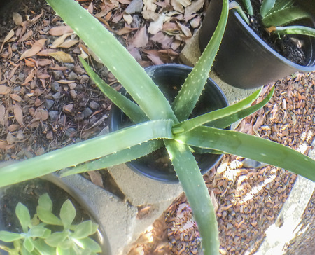 Aloe Vera plant, succulent plant species, herbal, cosmetics.のeditorial素材