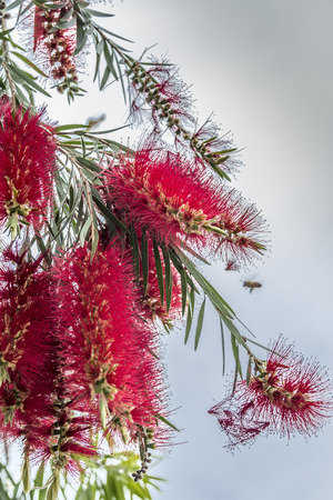 Red flowers of the pohutukawa tree,New Zealand Christmas tree flower.の写真素材
