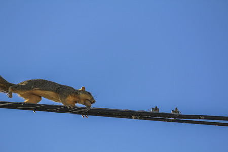 Squirrel running on hight voltage wireの写真素材