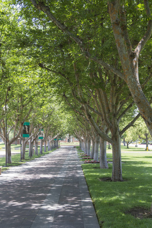 Alameda tree, Homestead Museum  ,California Landmark,City of Industry, CA. USA.のeditorial素材