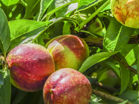 Branch holding soon to be delicious peach,fruit tree, prunus persica.の写真素材