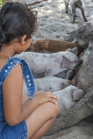 Girl observing the hungry little pigs, pigs, animals.の写真素材