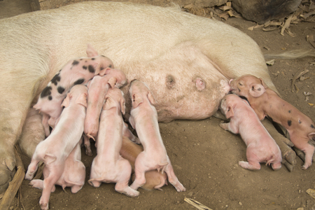 Babies  pig feeding at Ometepe Island, Rivas, Nicaaragua.の写真素材