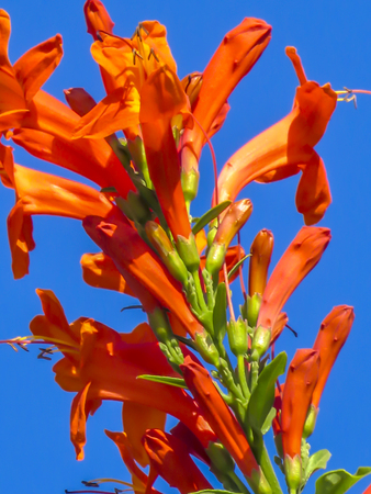 Wild colorful flowers at Westcovina, CA. USA.