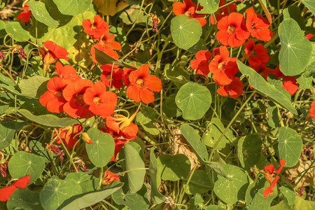 Wild California poppies at Lompoc, CA. USA,の写真素材