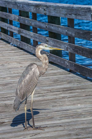 Brown Pelican standing tall at Anclote fishing pierの写真素材