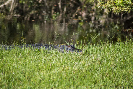 Alligator spotted sunbathing on the river bank, Pasco Count, FL,の写真素材