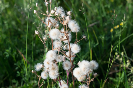 Plant with white parachutes like dandelion (Cupid's shaving brush) grows on a meadow. Selective focusの写真素材
