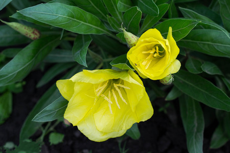 Bright yellow evening primrose (oenothera) blooming in the evening and at night in the garden. Selective focusの写真素材