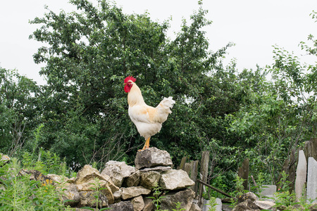 Beautiful white rooster on a pile of rocks on the background of the rural landscape. Selective focusの写真素材