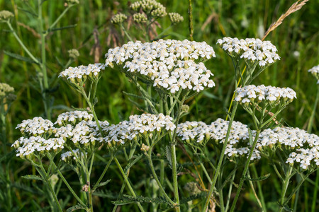 Yarrow grows on a meadow in the natural environment. Selective focusの写真素材