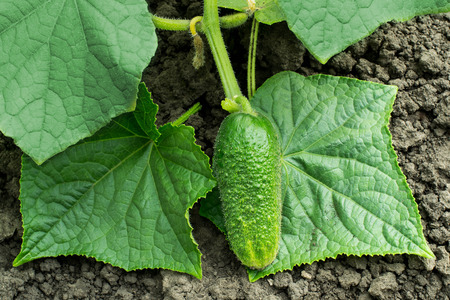 Young green cucumber growing on a branch in a gardenの写真素材