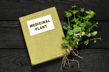 Medicinal plant Glechoma hederacea and herbalist handbook. Used in herbal medicine, nutrition, horticultureの写真素材