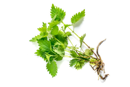 Medicinal plant nettle (Urtica dioica) on white background. It is used in food preparation and production of fabricsの写真素材