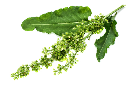 Medicinal plant Sorrel horse (Rumex confertus, Asiatic Dock) on a white background. Used in herbal...