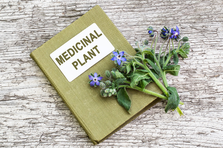 Medicinal plant borage (Borago officinalis), also known as a starflower and herbalist handbook. Used in herbal medicine, healthy eating, oil from the seeds is done for cosmetic purposesの写真素材