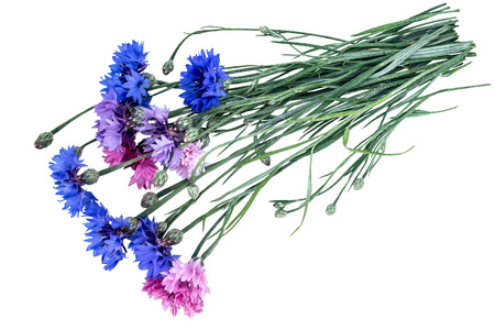 Colorful bouquet of summer garden flowers. Cornflowers (Centaurea) isolated on a white backgroundの写真素材