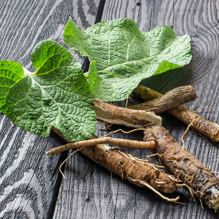 Medicinal plant burdock (Arctium lappa). Leaves and root on a dark wooden background. It is used for the treatment and care of hair. Square imageの写真素材