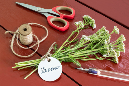 Bundle of yarrow (achillea millefolium) with label and inscription, pen, scissors and twine reel on...