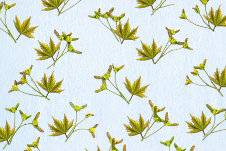 Light blue background with maple fruits (Acer platanoides) being double samara with two winged...