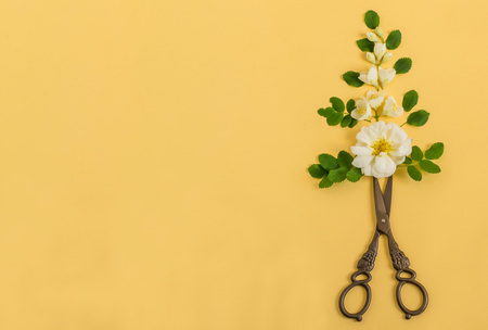 Original composition of white flowers and vintage scissors as vase on yellow background. Minimal...
