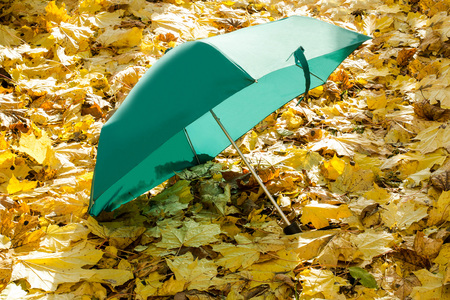 Green umbrella on yellow maple leaves. Bright autumn sunny day in parkの写真素材