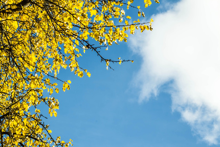 Golden autumn leaves against blue sky with clouds on sunny day. Bright autumn backgroundの写真素材