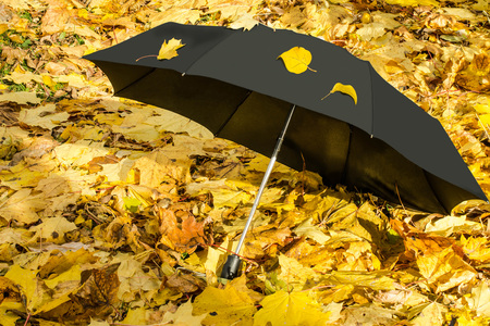 Black umbrella on yellow maple leaves. Bright autumn sunny day in parkの写真素材