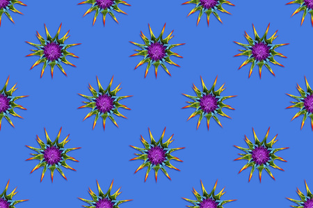 Bright colorful background with rainbow spiny flowers
