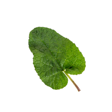 Burdock leaf (Arctium lappa) isolated on white. Medicinal plant burdock is used in herbal medicine and cosmetologyの写真素材